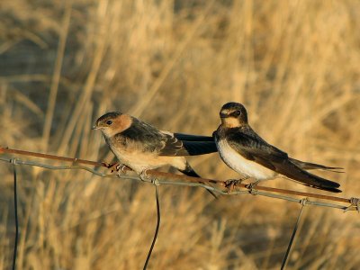 Roodstuitzwaluw / Red-rumped Swallow