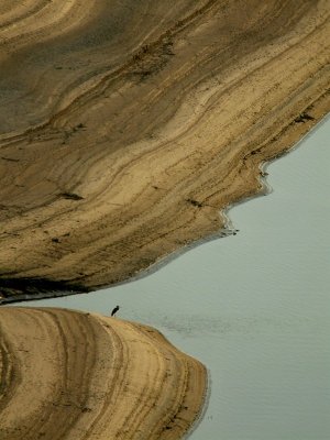 Zwarte ooievaar / Black Stork