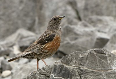 Alpenheggenmus / Alpine Accentor