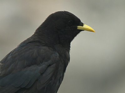 Alpenkauw / Alpine Chough