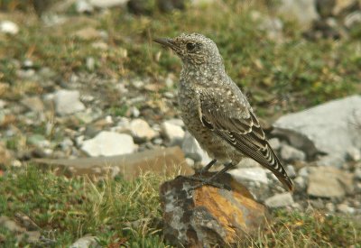 Rode Rotslijster / Rufous-tailed Rock Trush