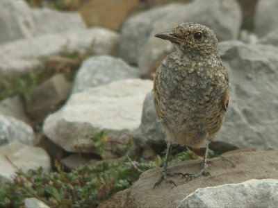 Rode Rotslijster / Rufous-tailed Rock Trush