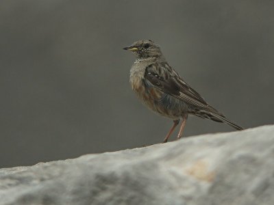 Alpenheggenmus / Alpine Accentor