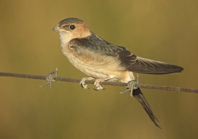 roodstuitzwaluw / Red-rumped Swallow