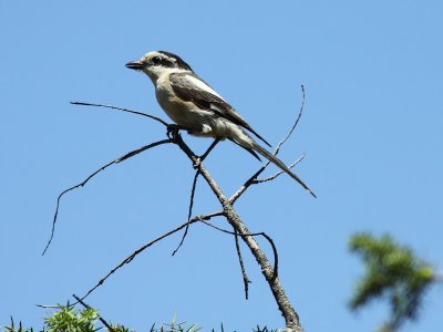 Maskerklauwier / Masked Shrike