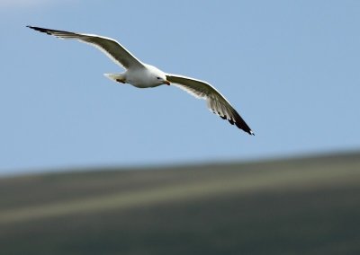 Armeense Meeuw / Armenian Gull