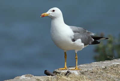 Armeense Meeuw / Armenian Gull