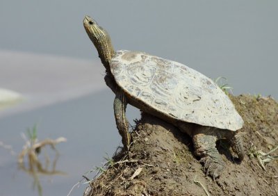Schildpad spec. / Turtle spec.