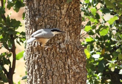 Grote Rotsklever / Eastern Rock Nuthatch