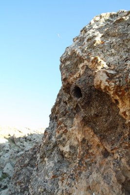 Nest Western Rock Nuthatch