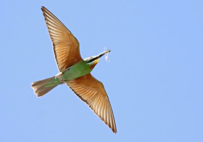 Groene Bijeneter / Blue-cheeked Bee-eater