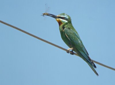 Groene Bijeneter / Blue-cheeked Bee-eater