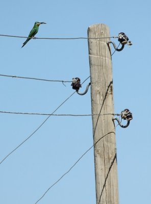 Groene Bijeneter / Blue-cheeked Bee-eater