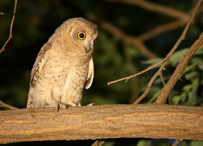 Gestreepte Dwergooruil / Pallid Scops Owl