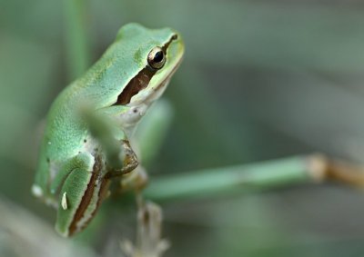 Mediterrane Boomkikker / Mediterranean Tree Frog