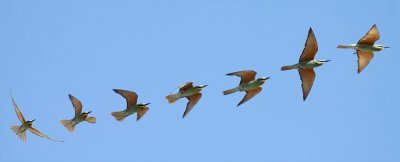 Groene Bijeneter / Blue-cheeked Bee-eater