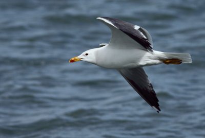 Armeense Meeuw / Armenian Gull