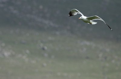 Armeense Meeuw / Armenian Gull