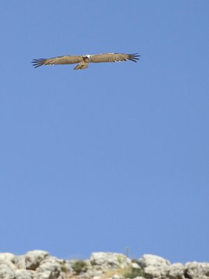 Slangenarend / Short-toed Eagle