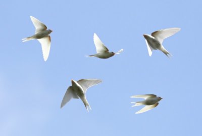 Albino Boerenzwaluw / Albino Barn Swallow