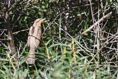 Draaihals / Wryneck