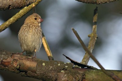 Roodmus / Common Rosefinch