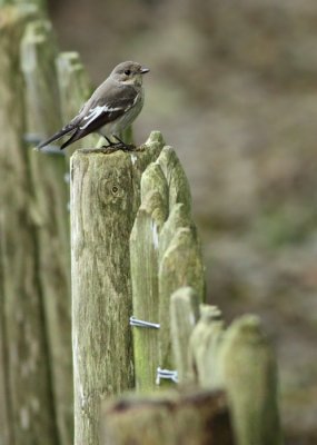 Bonte Vliegenvanger / Pied Flycatcher