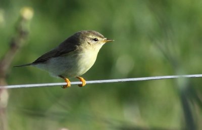 Fitis / Willow Warbler