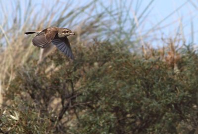 Grauwe Klauwier / Red-backed Shrike