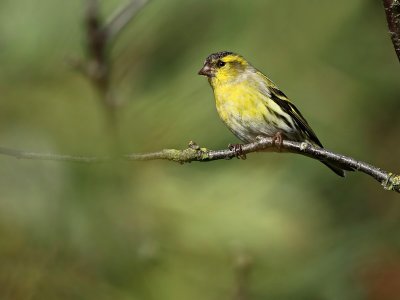 Sijs / Siskin