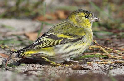 Sijs / Siskin