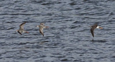 Grote Geelpootruiter / Greater Yellowlegs