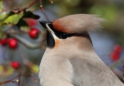 Pestvogel / Bohemian Waxwing