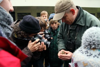 Goudhaan / Goldcrest