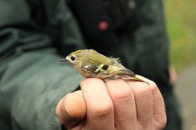 Goudhaan / Goldcrest