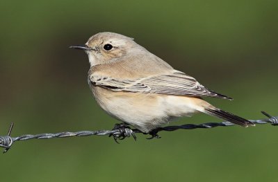 Woestijntapuit / Desert Wheatear