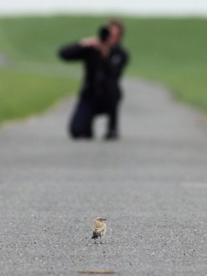 Woestijntapuit / Desert Wheatear