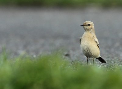 Woestijntapuit / Desert Wheatear