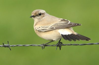 Woestijntapuit / Desert Wheatear