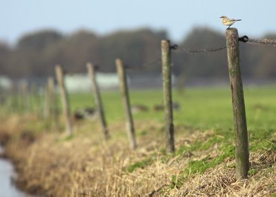 Woestijntapuit / Desert Wheatear