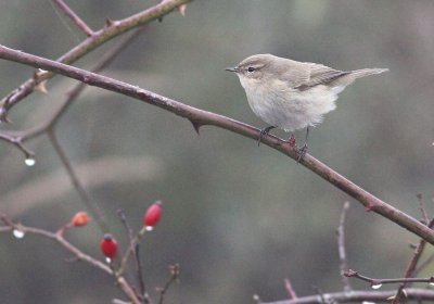 Siberische Tjiftjaf / Siberian Chiffchaff