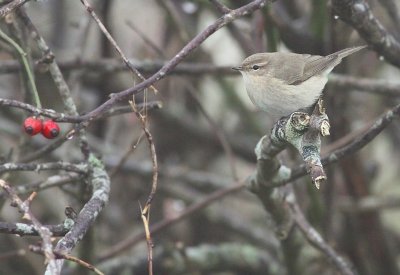 Siberische Tjiftjaf / Siberian Chiffchaff