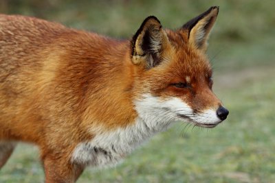 Vos / Red Fox