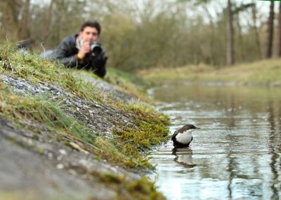 Waterspreeuw / Dipper