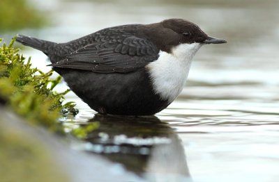 Waterspreeuw / Dipper