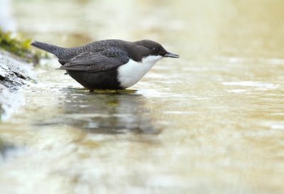 Waterspreeuw / Dipper