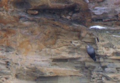 Rotskruiper / Wallcreeper