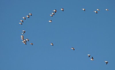 Roze Pelikanen / Great White Pelicans