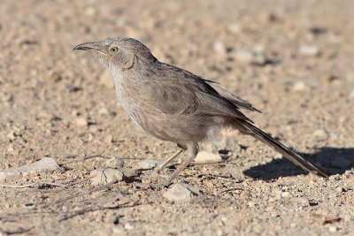 Arabische Babbelaar / Arabian Babbler