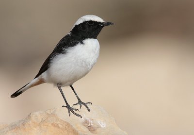 Oostelijke Rouwtapuit / Eastern Mourning Wheatear